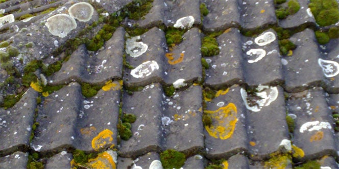 Guide on Conquering Algae for Tile Roofs in Orlando, FL